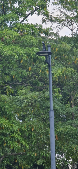 Starled Technology Singapore Botanic Gardens Street Light Jacob Ballast Children Garden Landscape lighting design Architectural lighting design