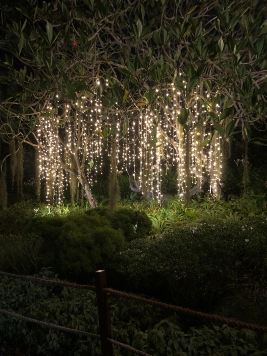 Starled Technology Fairy LED Lights Decorative Lights Festive Lights String Light Botanic Gardens Tree Fairy Lights Christmas